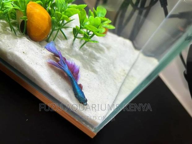 Sand - Aquarium White Sand - thumbnail 3