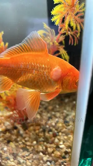 Big Fish Goldfish