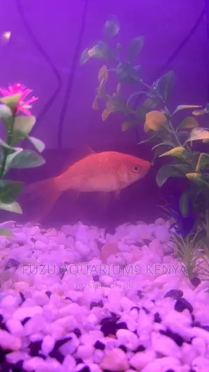 3 Inch Goldfish
