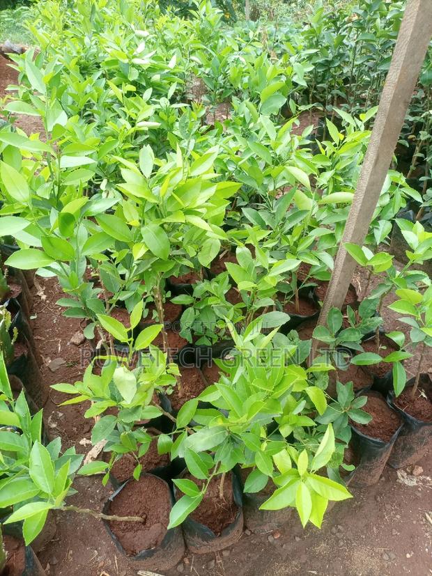 Eureka Lemon - main view