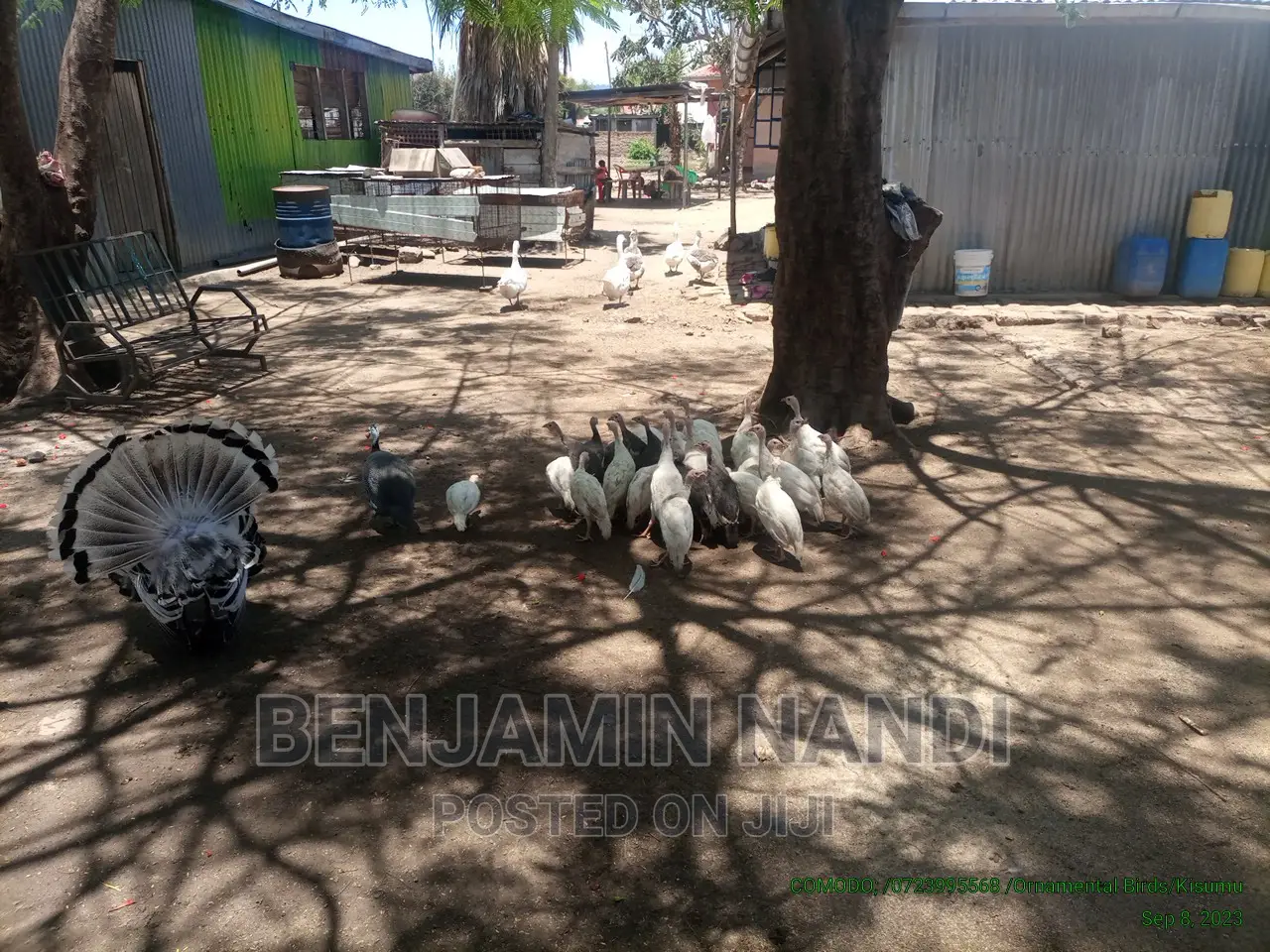 Healthy Mature Pure White(PAIR)Kanga.Whitechested Available.