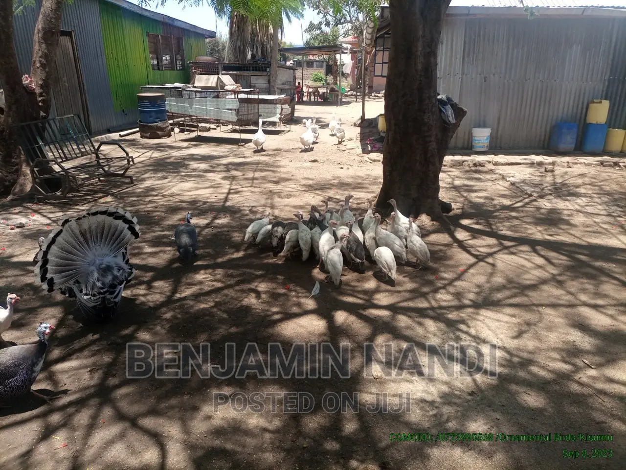 Healthy Mature Pure White(PAIR)Kanga.Whitechested Available.