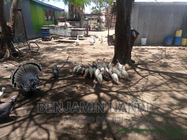 Healthy Mature Pure White(PAIR)Kanga.Whitechested Available. - thumbnail 13