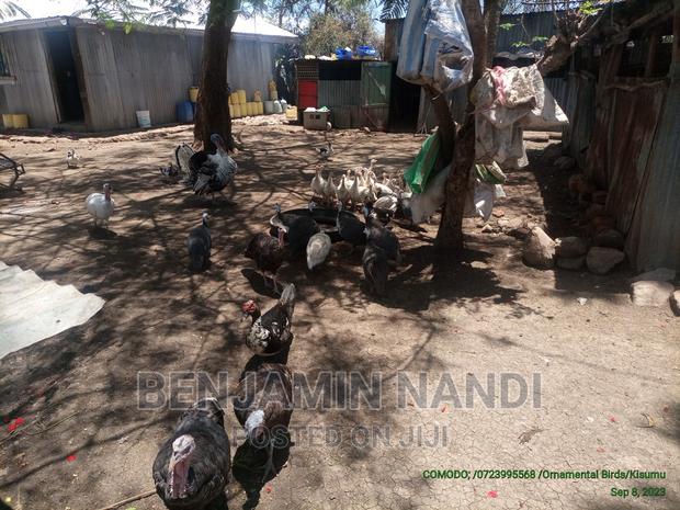 Healthy Mature Pure White(PAIR)Kanga.Whitechested Available. - thumbnail 14