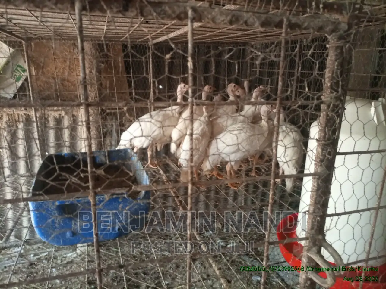 Healthy Mature Pure White(PAIR)Kanga.Whitechested Available.