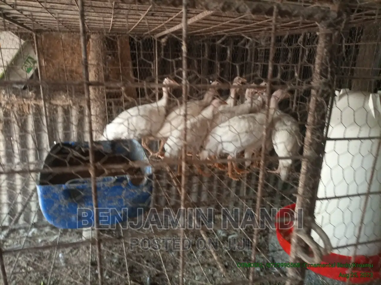 Healthy Mature Pure White(PAIR)Kanga.Whitechested Available.