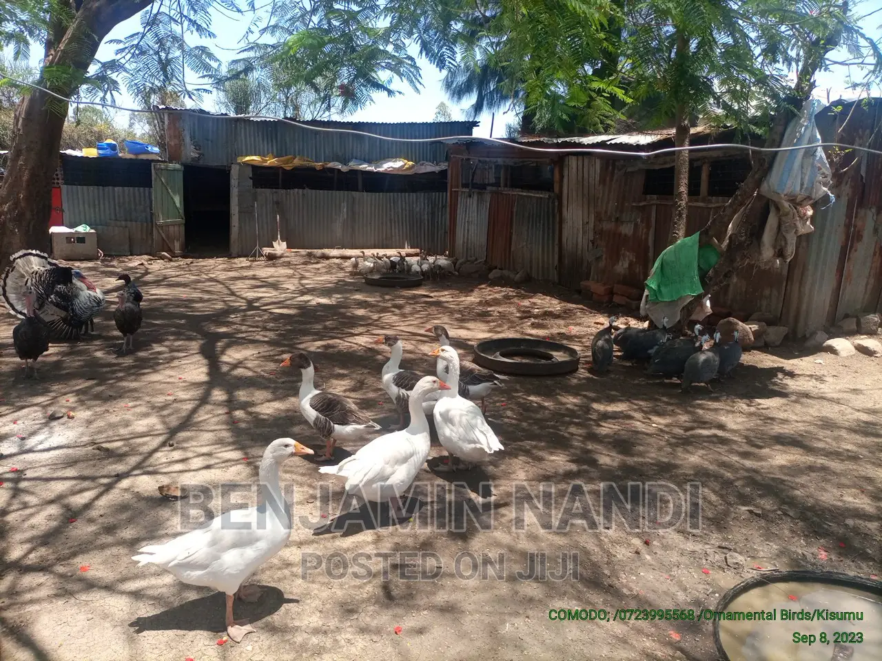 Healthy Mature Pure White(PAIR)Kanga.Whitechested Available.