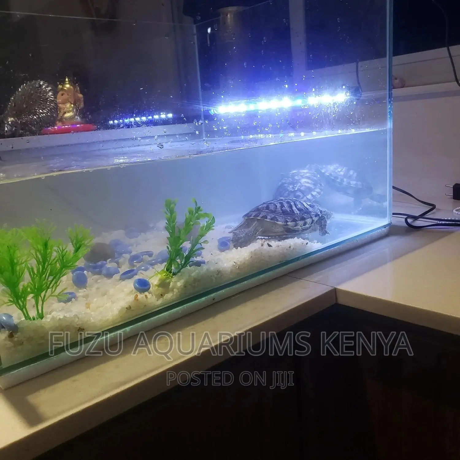 Turtle - Turtle Tank