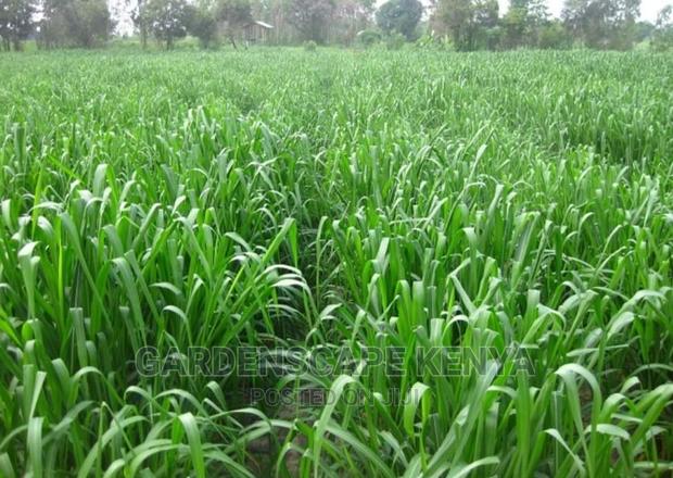 Garden Plants,Seeds,Trees, Fertilizers and Lawn Grass - thumbnail 5