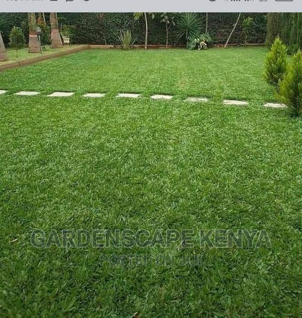 Garden Plants,Seeds,Trees, Fertilizers and Lawn Grass - thumbnail 6