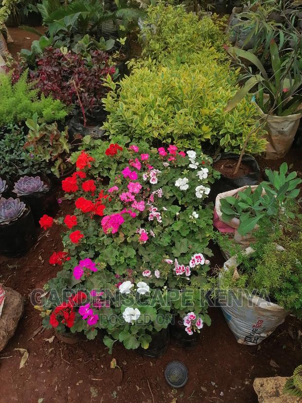 Garden Plants,Seeds,Trees, Fertilizers and Lawn Grass - thumbnail 10
