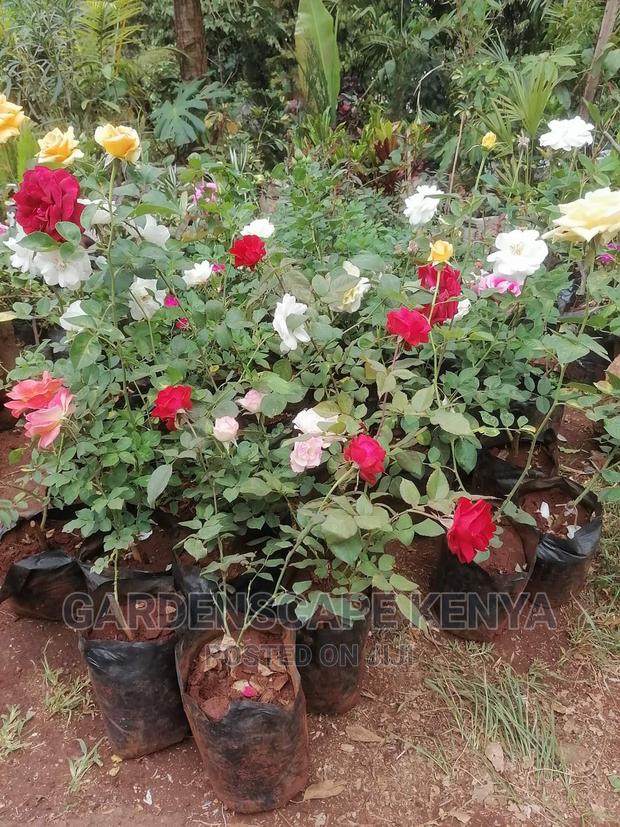 Garden Plants,Seeds,Trees, Fertilizers and Lawn Grass - thumbnail 12