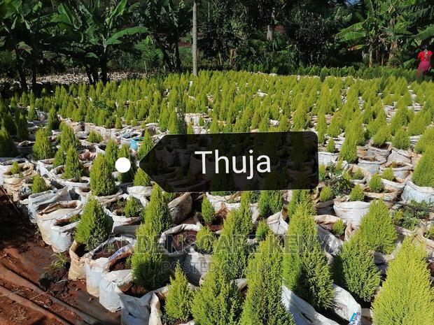Garden Plants,Seeds,Trees, Fertilizers and Lawn Grass - thumbnail 13