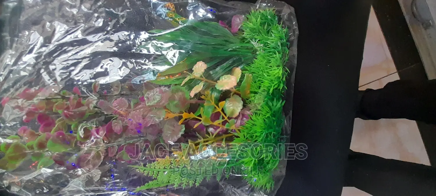 Acquarium Plants Shrub