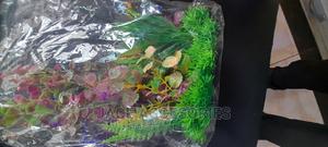 Acquarium Plants Shrub - thumbnail 2