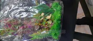 Acquarium Plants Shrub