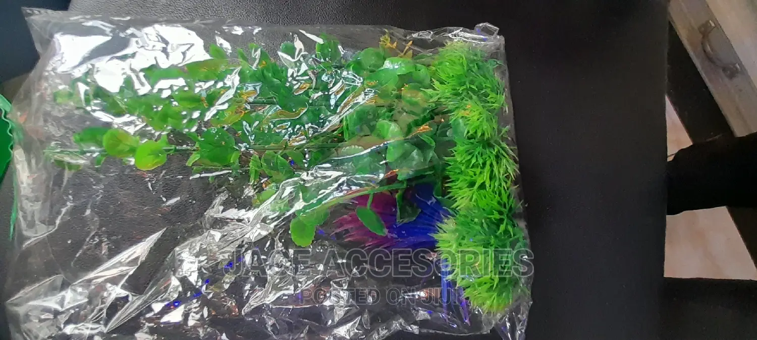 Acquarium Plants Shrub