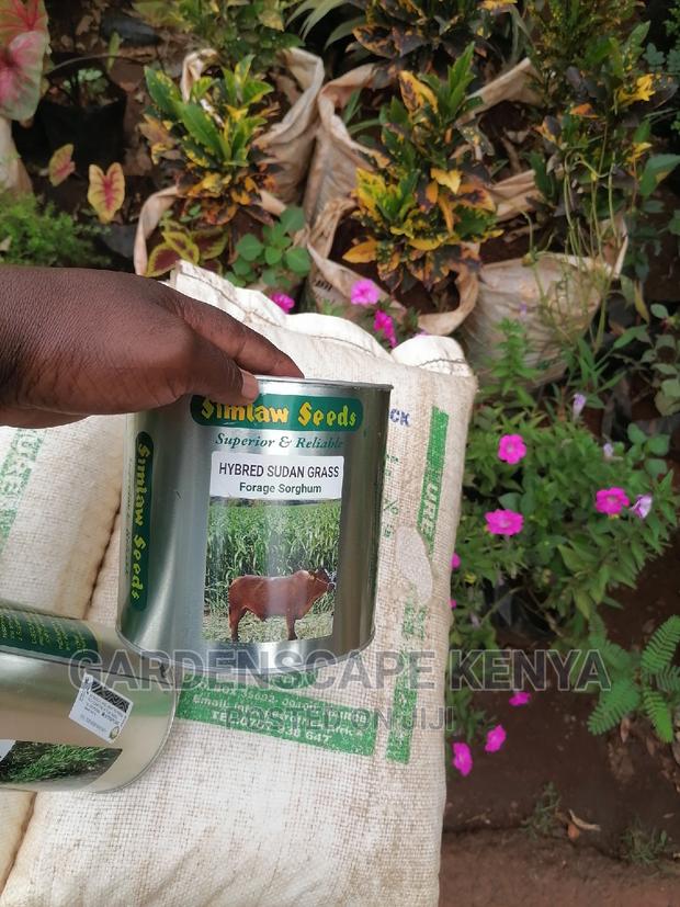 Garden Plants,Seeds,Trees, Fertilizers and Lawn Grass - thumbnail 16