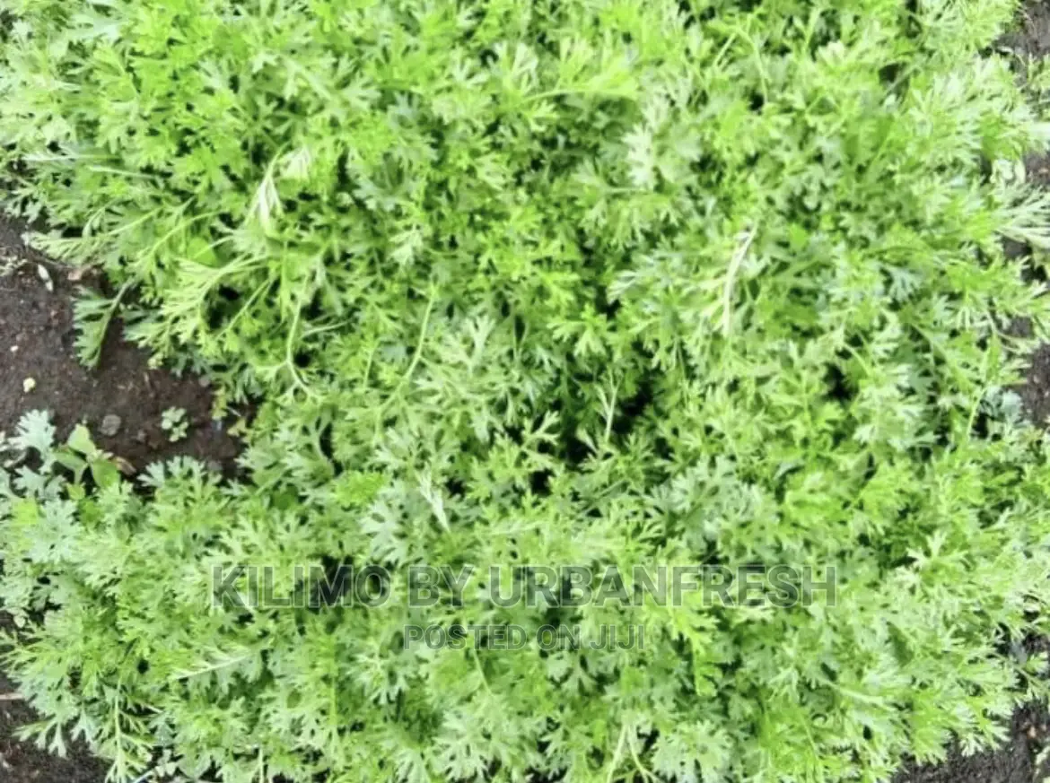 Pyrethreum Seedlings Bunch of 500.