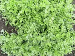 Pyrethreum Seedlings Bunch of 500.