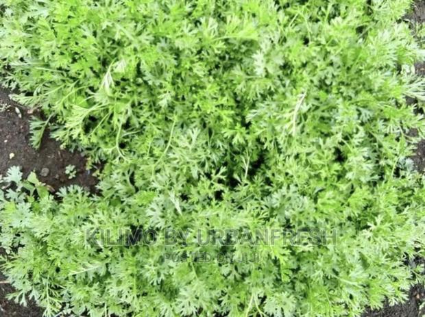 Pyrethreum Seedlings Bunch of 500. - thumbnail 3