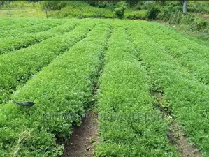 Pyrethreum Seedlings Bunch of 500.