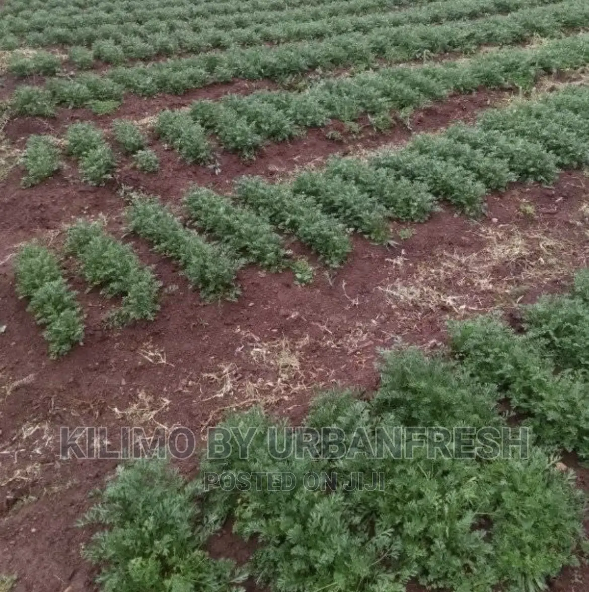 Pyrethreum Seedlings Bunch of 500.
