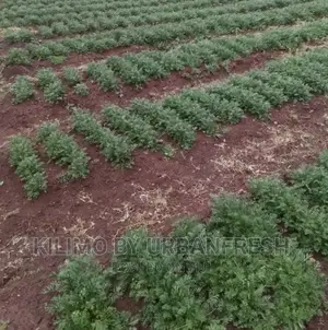 Pyrethreum Seedlings Bunch of 500.