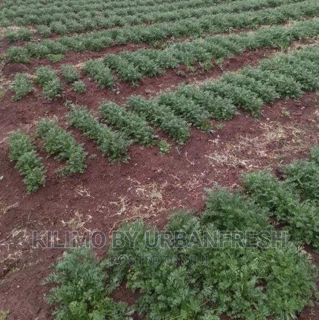 Pyrethreum Seedlings Bunch of 500. - thumbnail 4