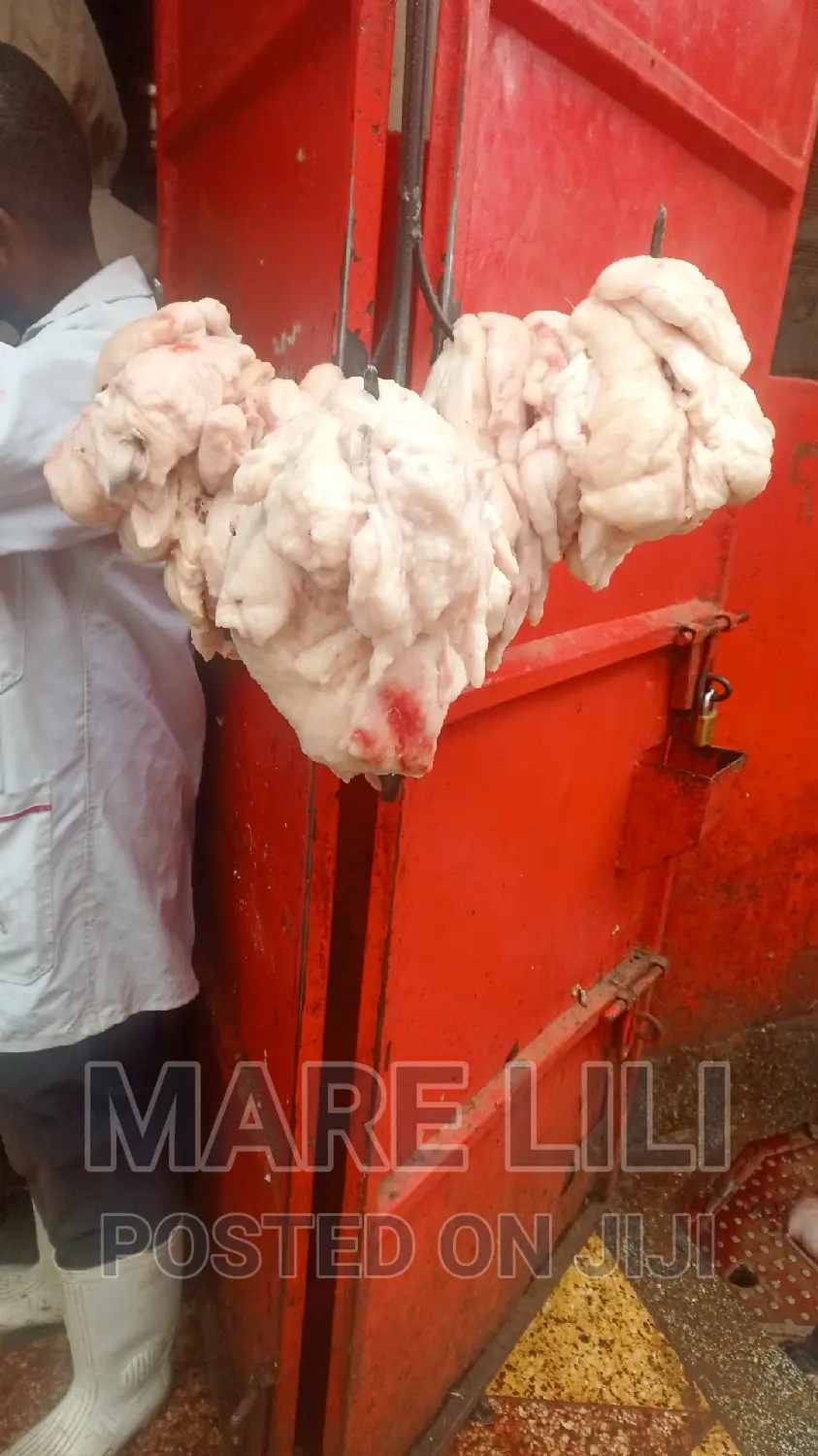Fart Sheep and Meat