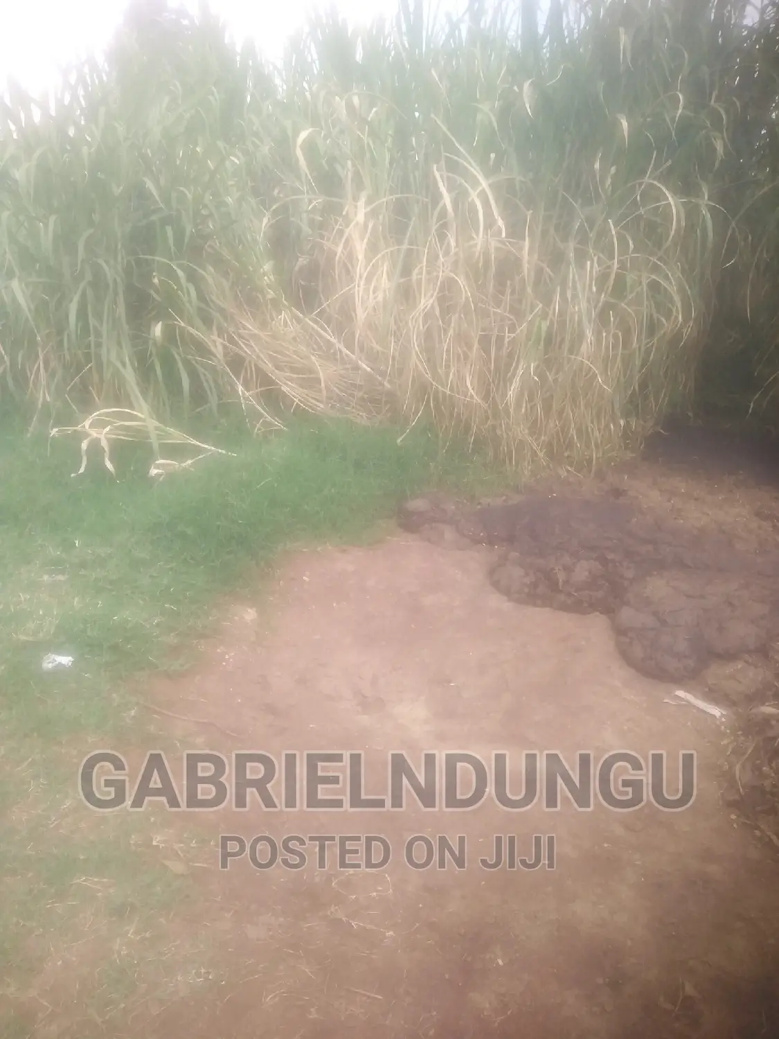 Ruiru Githunguri. Rd 100 Acres of Coffee Land for Sale
