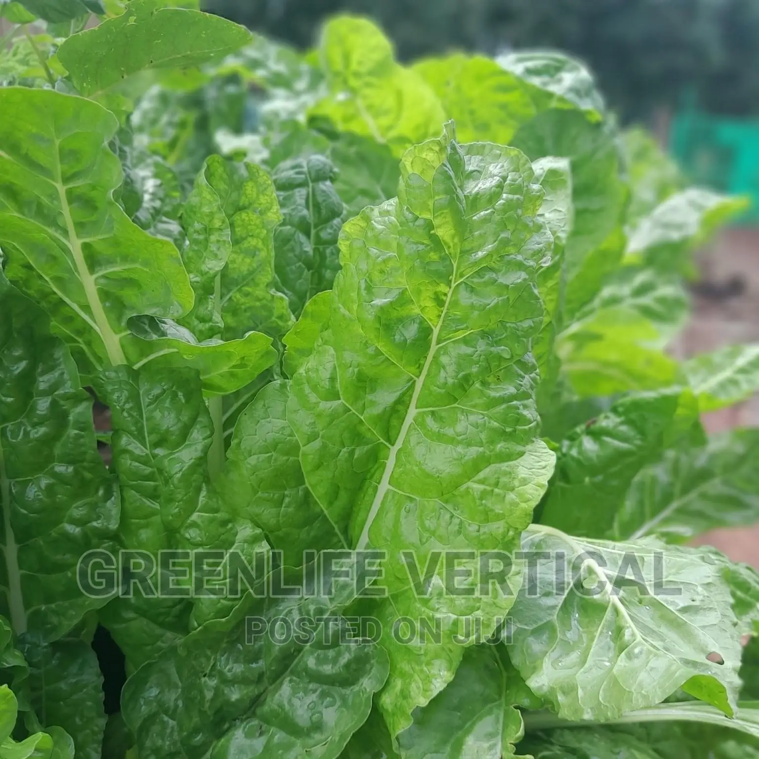 Kitchen Garden (Vertical Bags) Installation