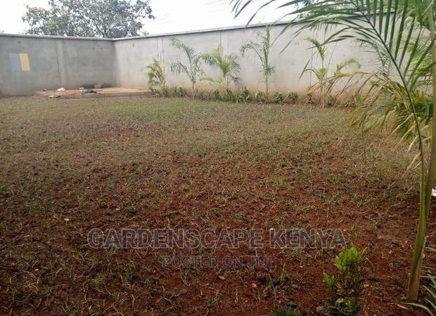 Garden Plants,Seeds,Trees, Fertilizers and Lawn Grass - thumbnail 19