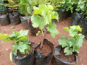 Seedless Grapes ,Red and Green - thumbnail 2