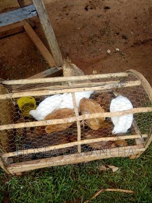 Kienyeji Pure - thumbnail 2