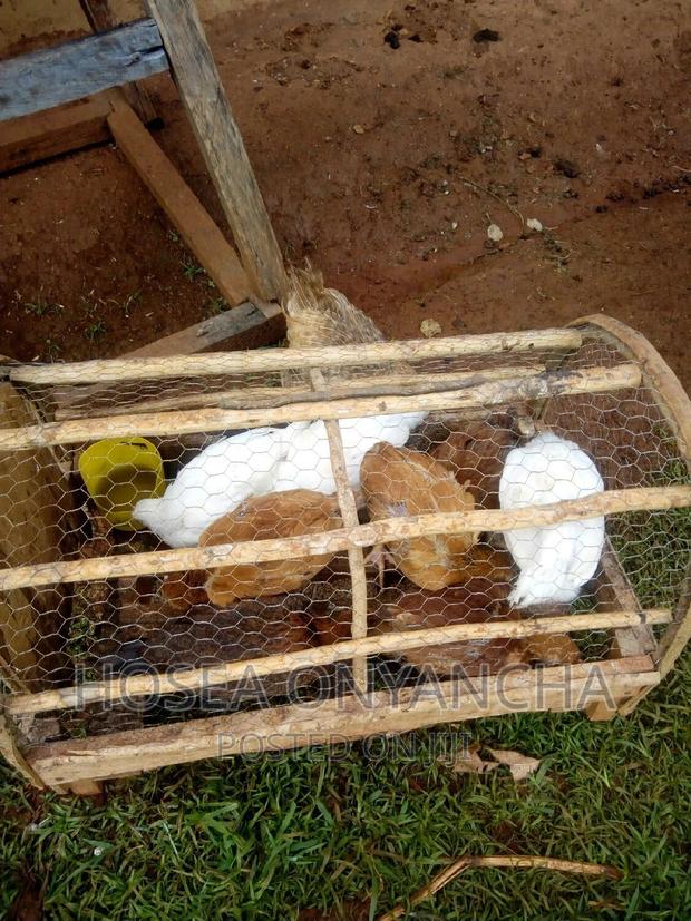 Kienyeji Pure - main view