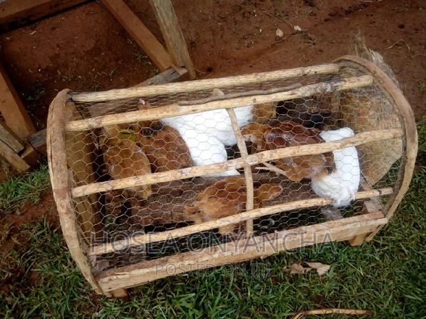 Kienyeji Pure - thumbnail 3