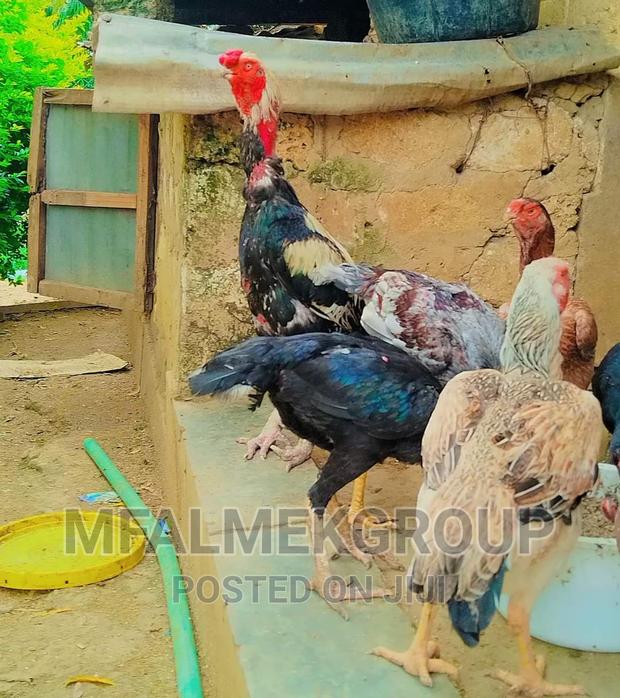 Pure Quality Male Kuchi - thumbnail 9