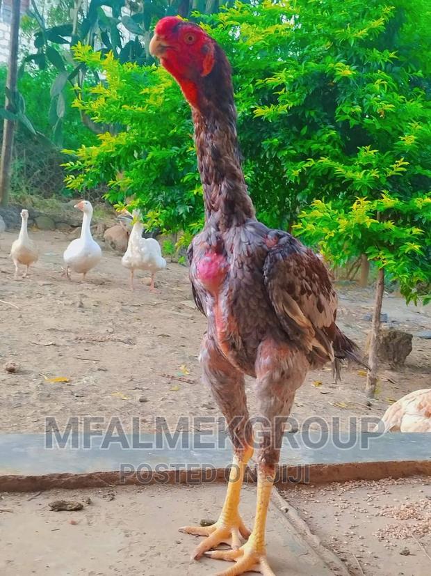 Pure Quality Male Kuchi - thumbnail 7