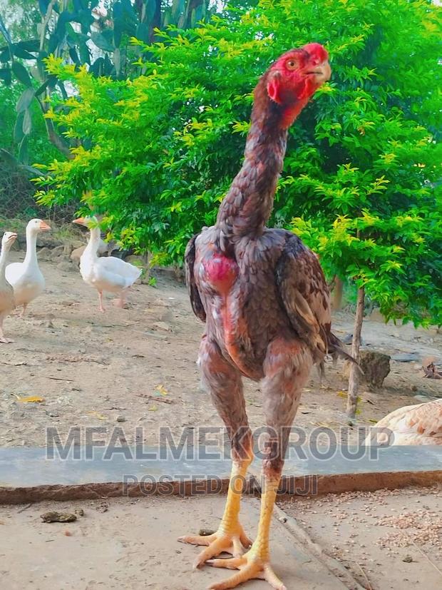 Pure Quality Male Kuchi - thumbnail 5