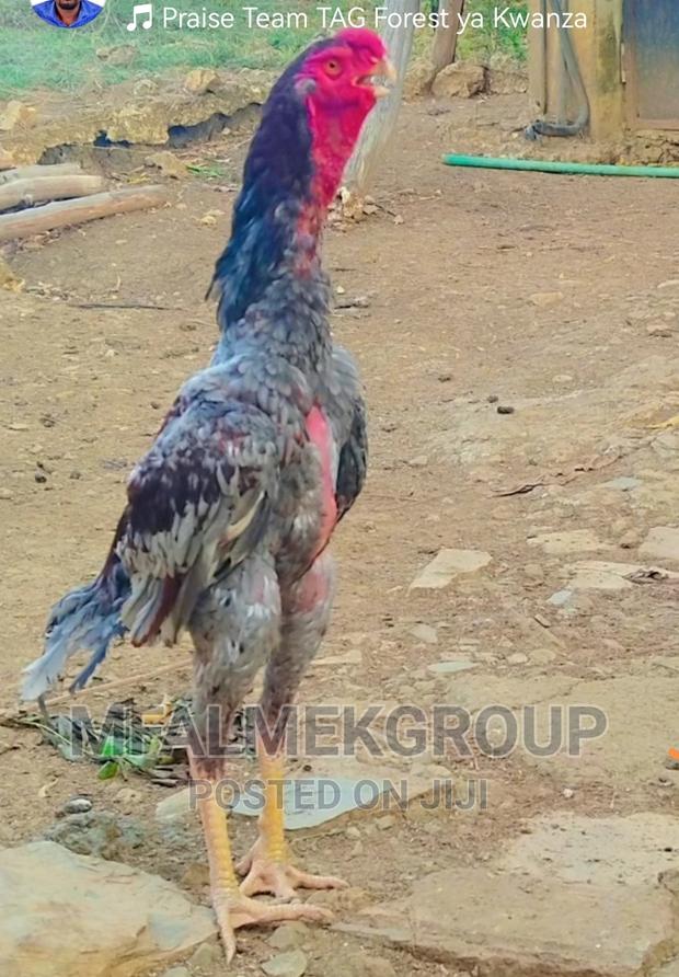 Pure Quality Male Kuchi - thumbnail 4