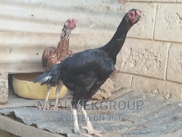 Pure Quality Male Kuchi - thumbnail 6