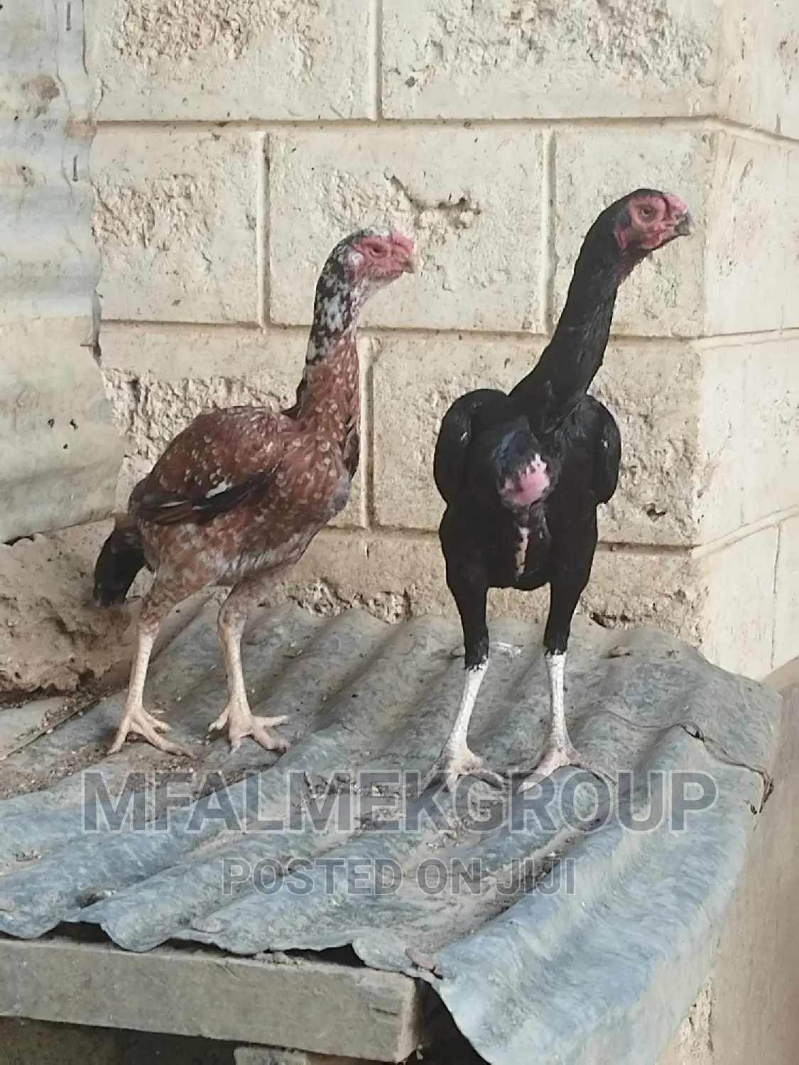 Pure Quality Male Kuchi