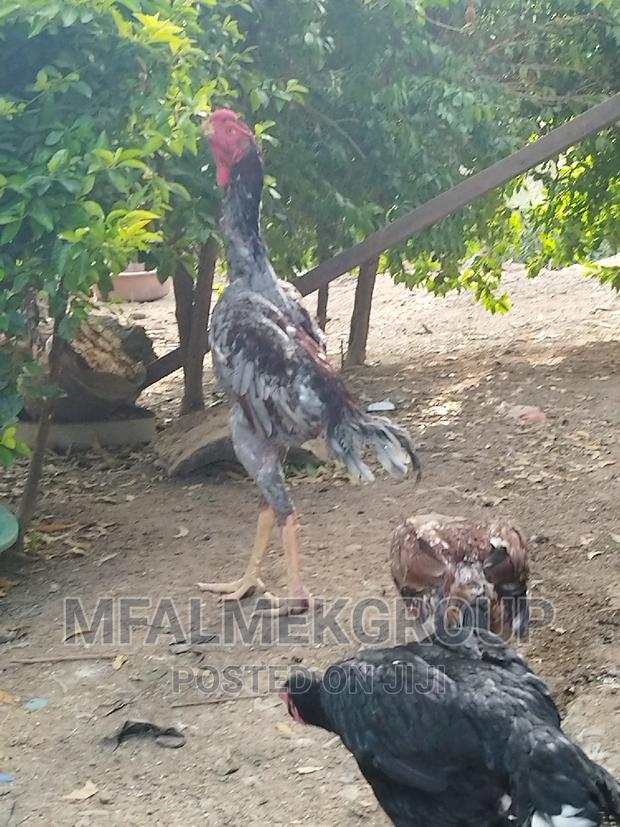 Pure Quality Male Kuchi - thumbnail 11