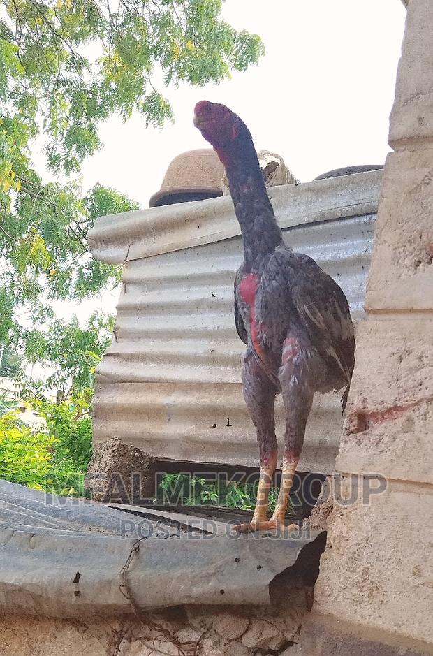 Pure Quality Male Kuchi - thumbnail 3