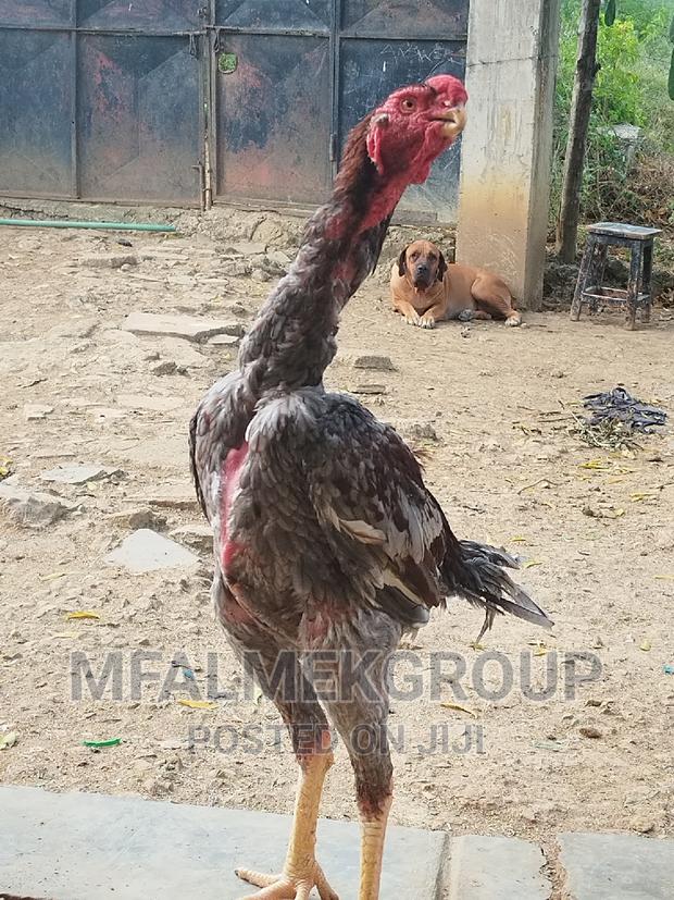 Pure Quality Male Kuchi - thumbnail 10