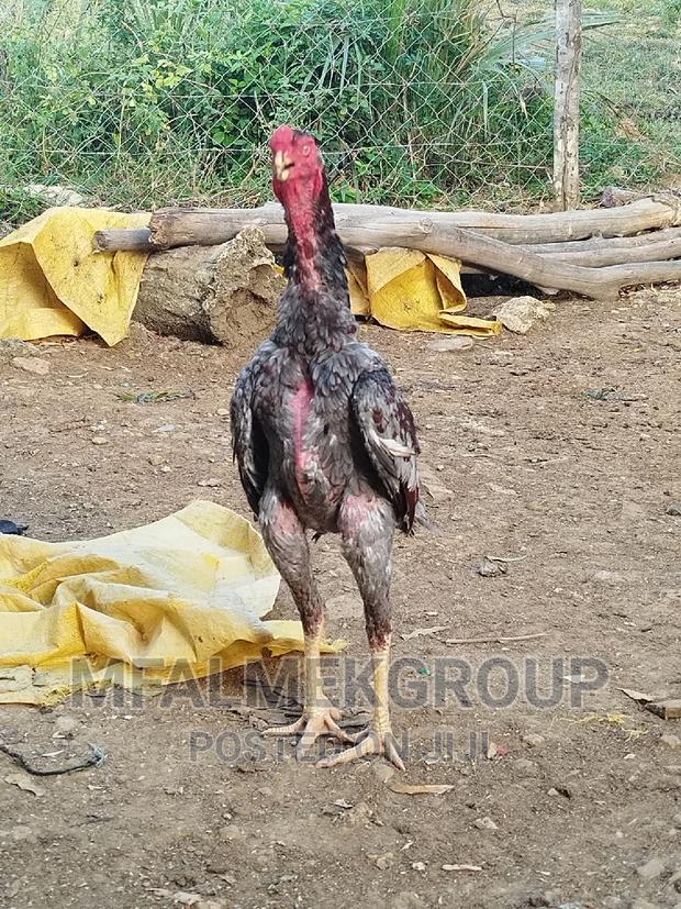 Pure Quality Male Kuchi - thumbnail 12