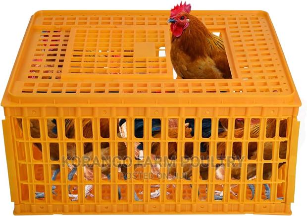 Chicken Carrier Cages - main view