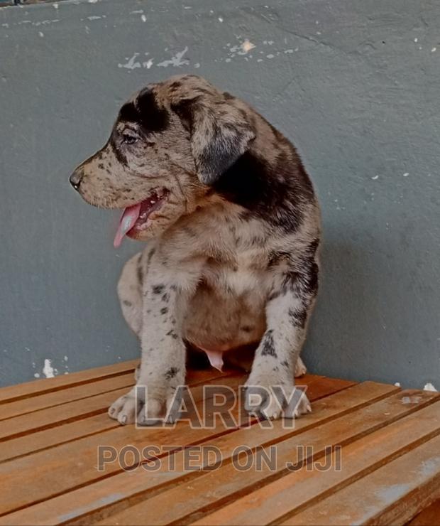 1-3 months Male Purebred Great Dane