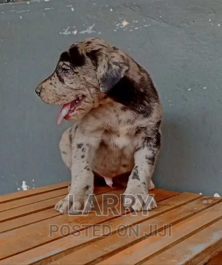1-3 months Male Purebred Great Dane